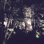 ザ・カフェ by アマン - 夜の森。
                                大手町にこんな森があったんですね。