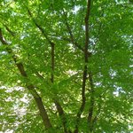 牛たん 太助 - 店の前の肴町公園は新緑が鮮やか！＠2010/5