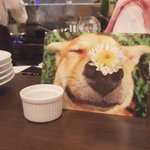 フレンチ流惣菜 Day's Kitchen 創 - 可愛い犬の写真が飾ってあったりします