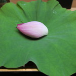 ふじ - 27年8月　お造り