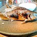 柳家 - 婚姻色が出る直前の２５ｃｍ