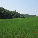 はなとね - 稲の海が広がっています