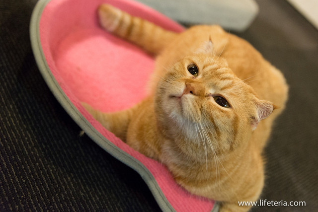 The Photo Of Others Nekokafekyariko Tabelog The Photo Of Others Nekokafekyariko Tabelog