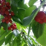 さくらんぼ山観光農園 - ハウスでは無い方のさくらんぼの木。