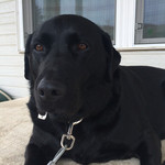 アルベロ. - 看板犬ラブちゃん♀