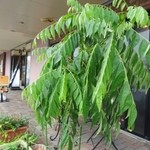 Spice&Dining KALA - 店先のカレーリーフ