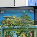 クインズケーキ - くらげのオブジェ　2015.8