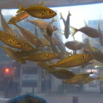 牧野 - 店頭の生けす。魚は外からすくいます。