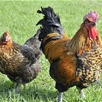 鳥ばか一代 - 庄内彩鶏(山形県)