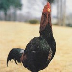 鳥ばか一代 - 東京軍鶏