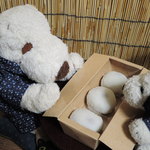 たねや - 美味しそ～。ボキらも何度か『たねや』に買いに行ったことあるけど、
      こんな大福は見たことないよね。お友だちに聞くと、
      季節限定商品で、わざわざ予約して買ってきてくれたそうなの。ちびつぬ「嬉しいわね～♪」