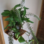 岩さき - 玄関先