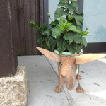 サーラ・マンジェ・ドゥ・クール  - (第2回）お店前のオブジェ