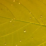 日々魚数寄 東木 - 葉っぱアップ