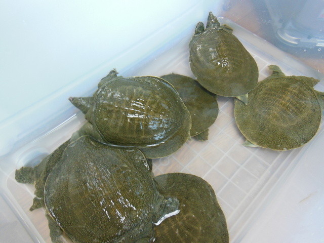 札幌すっぽん堂 苗穂 すっぽん 食べログ
