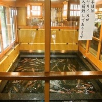 稚加榮 本店 - ヤリイカ用の水槽がでかい！！