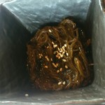 くろとん - ＋島もずく酢