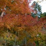 茶房　わらび野 - 紅葉に囲まれた階段を上がっていきます。