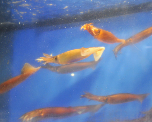 Loites レストラン 飲食店の検索 名物の泳ぎイカ 外の水槽で泳いでいます 魚の飯新橋