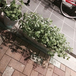 Hasuno Sato - 店前で香草を育てています