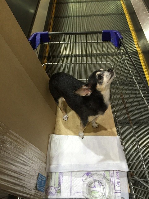 愛犬とショッピング出来るジョイフルです By Lilias 一口茶屋 ジョイフルエーケー大曲店 北広島市その他 たい焼き 大判焼き 食べログ