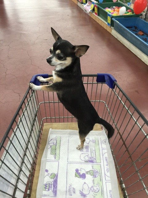 愛犬とショッピング出来るジョイフルです By Lilias 一口茶屋 ジョイフルエーケー大曲店 北広島市その他 たい焼き 大判焼き 食べログ
