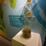 サッポロビール千葉工場 マリンハウス - 原料の一つであるホップ