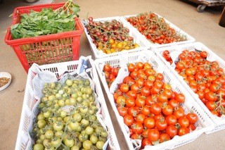 Sumire tokyo - 多種多様なトマトが直送