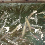 河太郎 - すぐ横でイカが泳いでいます