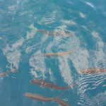 田沢湖共栄パレス - 目の前に広がる田沢湖で、スワン足こぎボートへ乗ったら、此処で養殖されている虹鱒がついてきますよー♪ 