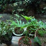 cafe マロニエ - 庭の植木。どの鉢もきれいな緑で、
      とても丁寧にお世話されてるのが分かります。