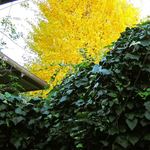 cafe マロニエ - 窓から上を見上げるとイチョウの木が見えました。
      (【注】11月訪問のレビューです)
      緑と黄色のコントラストが素晴らしいね。