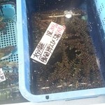 マルナカ - 活のクルマエビ♪