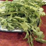 大量のパクチー