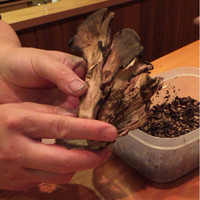 日本料理 たかむら - 天然舞茸。見せてもらいました。