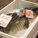 日比野市場鮮魚浜焼きセンター - 