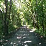 山桜 - お店へ続く道、この先にお店があります。