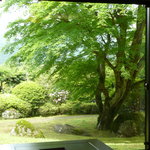 料亭旅館　いちい亭 - 朝日を浴びたもみじの木