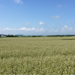 広大な、そば畑