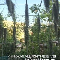 TOOTH TOOTH GARDEN RESTAURANT - 
