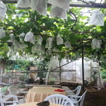 出山果樹園 - ぶどう販売している場所