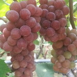 出山果樹園 - ぶどう狩りする場所のぶどう達