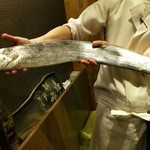 鯛めし槇 - メッチャ大きい太刀魚