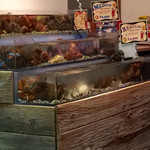 レッドロブスター - レジ横の水槽に、元気なロブスターがいっぱい！