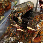 レッドロブスター - 水槽