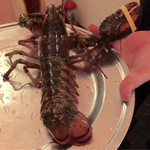 レッドロブスター - 調理直前の元気なロブスター。サイズを感じてください。