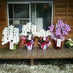 中華そば よしかわ - 一周年記念の花