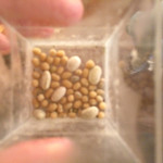 甘楽 花子 - 白小豆と手亡