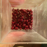 甘楽 花子 - 北海道の小豆  つぶしと呼ぶらしい