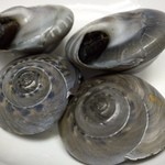 Salt-boiled clams from Minamiboso